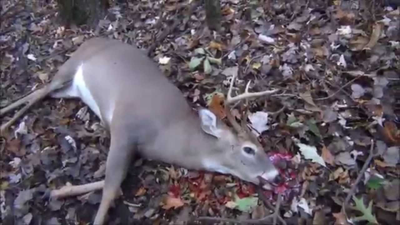 Awesome Self Filmed Michigan 8 Point Bow Hunt Mi Out Of Doors