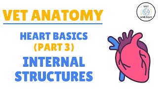 Basic Anatomy Of The Heart (Part 3) - Internal Structures