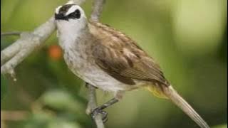 Master Suara Burung Trucuk Isian - Suara Kualitas Tinggi