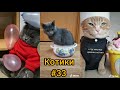 Смешные Коты/Милые Котики😁 и Компания/ОНИ ПОВЫСЯТ ВАМ НАСТРОЕНИЕ/Короткие приколы № 33