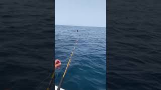 Orcas con pescadores en Mazagón