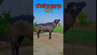 Harsh tyagi #newjhotarace