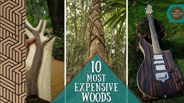 200 Years Old Wood ! | Most Expensive Woods In The World |