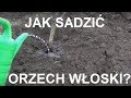 SADZENIE ORZECHA WŁOSKIEGO - krok po kroku