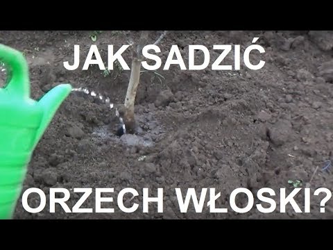 Wideo: Jak oprawić plakat (ze zdjęciami)