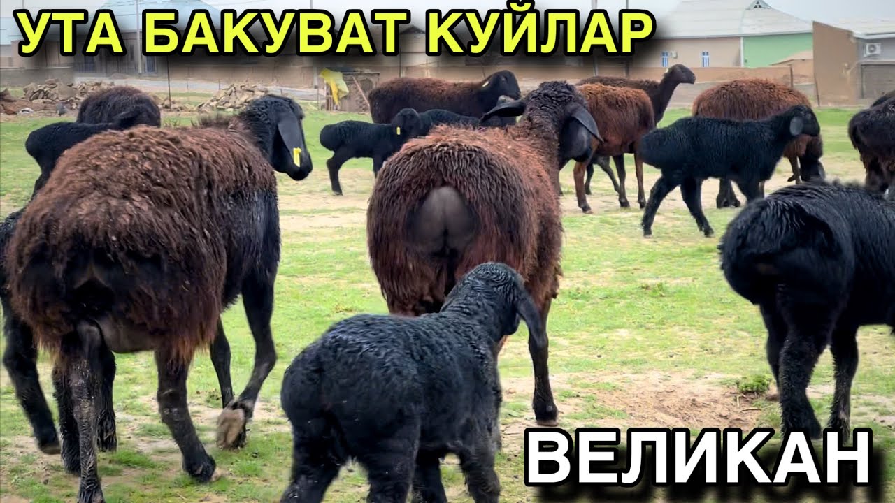 ОНАСИ КАТОРИ КУЗИЛАР! ☎️+998 97 221 0096 ☎️+998 94 332 0698