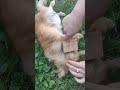 Пекінес атакує Pekingese attacks пекинес атакует