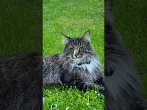 most interesting cat #cat #animalcat #nature #forestcat #animal #funny #funnyvideos