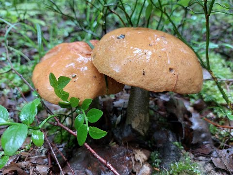 Собираем грибы подосиновики. Июнь 2024 г. Тихая охота начинается!