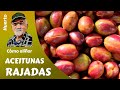 Cómo aliñar olivas rajadas, moradas o verdes