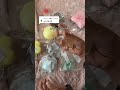 سكوشي شي ان ٤🫠💖