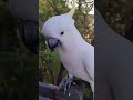 PETUNIA THE COCKATOO WISHES THE MASCOT OF BEENLEIGH CLUB A HAPPY LIFE.#cockatoo #birdshorts #birds