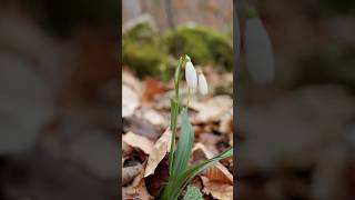 Forest flowers