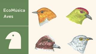 Fábio Caramuru - Kuina (Ecomúsica | Aves)