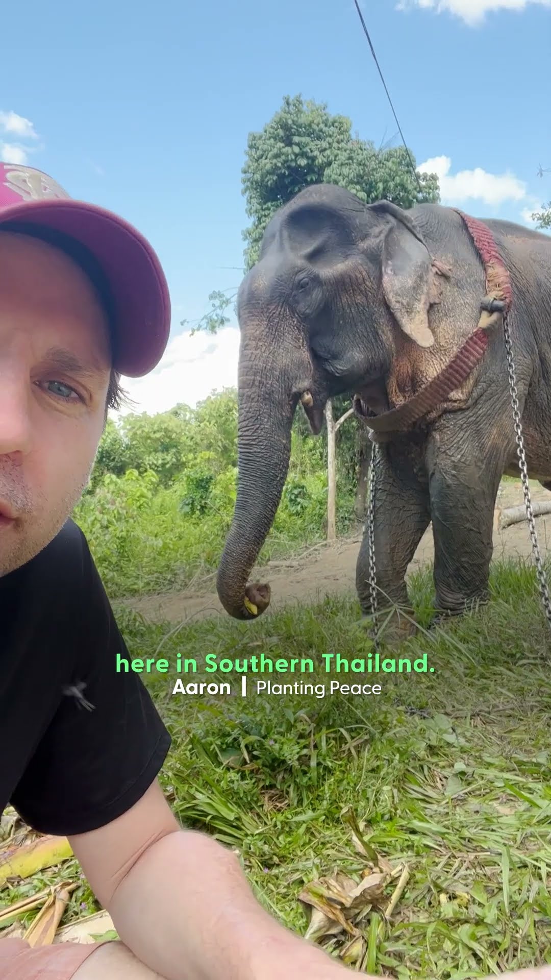 Elephant Is Finally Freed From Chains After 55 Years | The Dodo