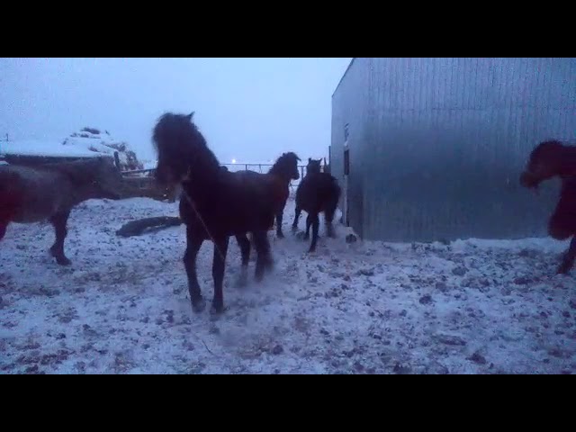 Кушумский жеребец