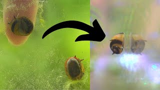 How To Remove Algae from your Fish tank |Beehorn snail