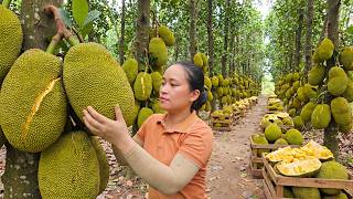 TIMELAPSE -- 668 Days Harvesting Tons Of Giant Jackfruits To Sell At The Market, Cooking