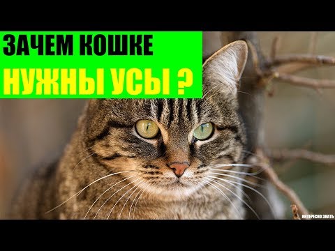 Зачем кошке нужны усы?