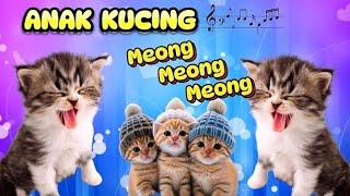 LAGU ANAK KUCING MEONG MEONG || LAGU POPULER ANAK INDONESIA - LAGU ANAK ANAK TERBARU