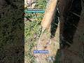 #Edo sawah&kebun #lt 1200m2 srt ajb #akses nempel jln mobil #turun hrg 320 jt #wa 0858 8227 0896