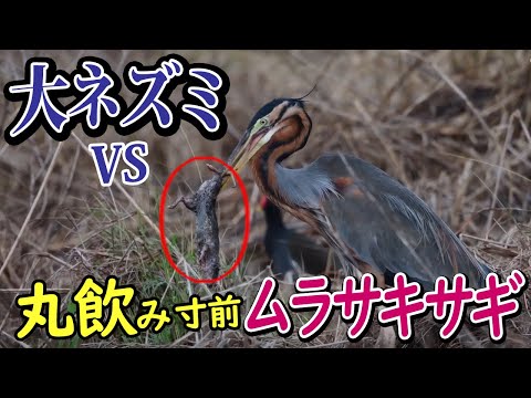 【閲覧注意】 ムラサキサギが大きなネズミを丸呑み  Purple heron preys on a large rat Browsing attention 野鳥撮影・野鳥観察