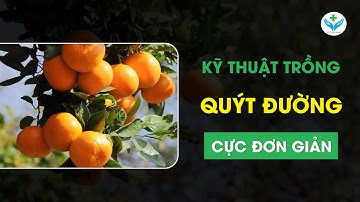 Kỹ thuật trồng quýt đường cực đơn giản┃Nông Sản ND