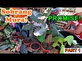 Murang Rare Plants sa Mindanao - Kidapawan City Part 1