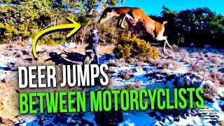 Deer Jumps Between Guys as They Ride Their Motorcycles in the Mountain
