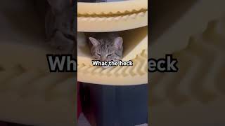 What the heck (pt 74) #trending #trend #trendingshorts #viral #music #cat #funny #cute #sound #fyp