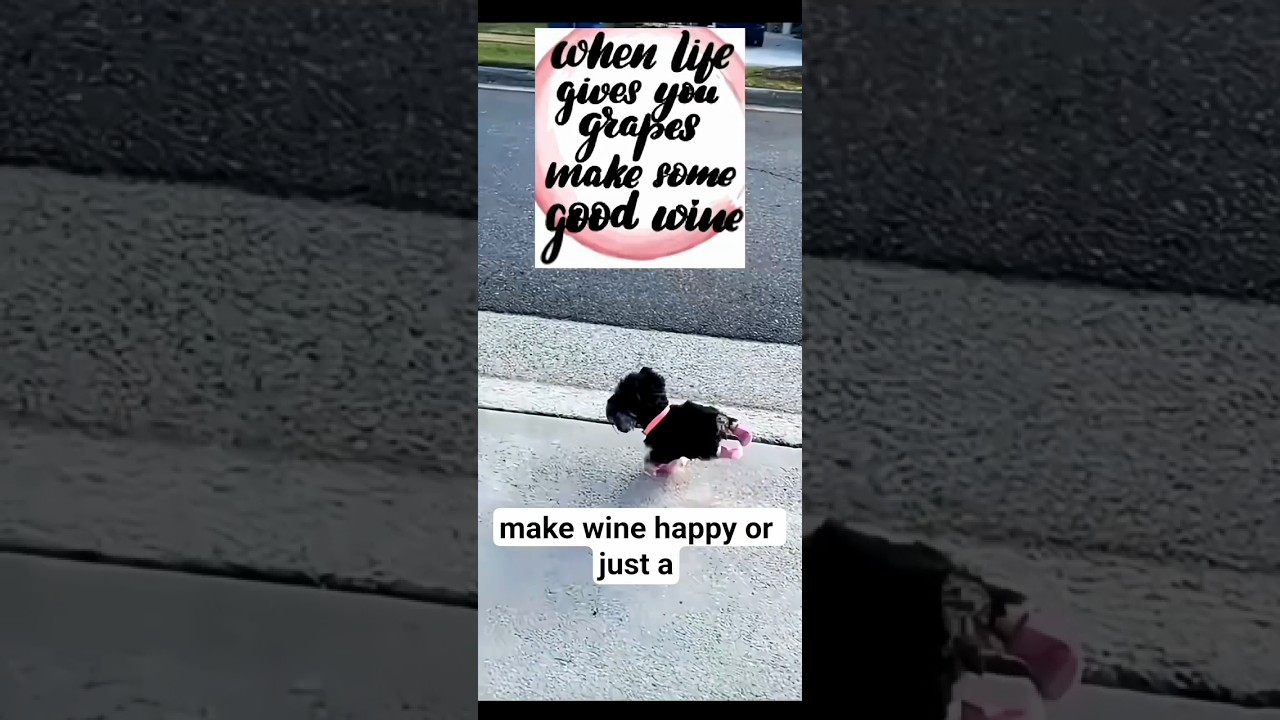 Эмоциональный щенок без лап 