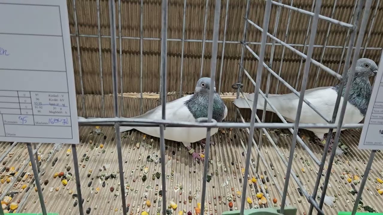 Budapesti Magasröptű Keringő (Budapest High Flying exhibition pigeons) 2025 12