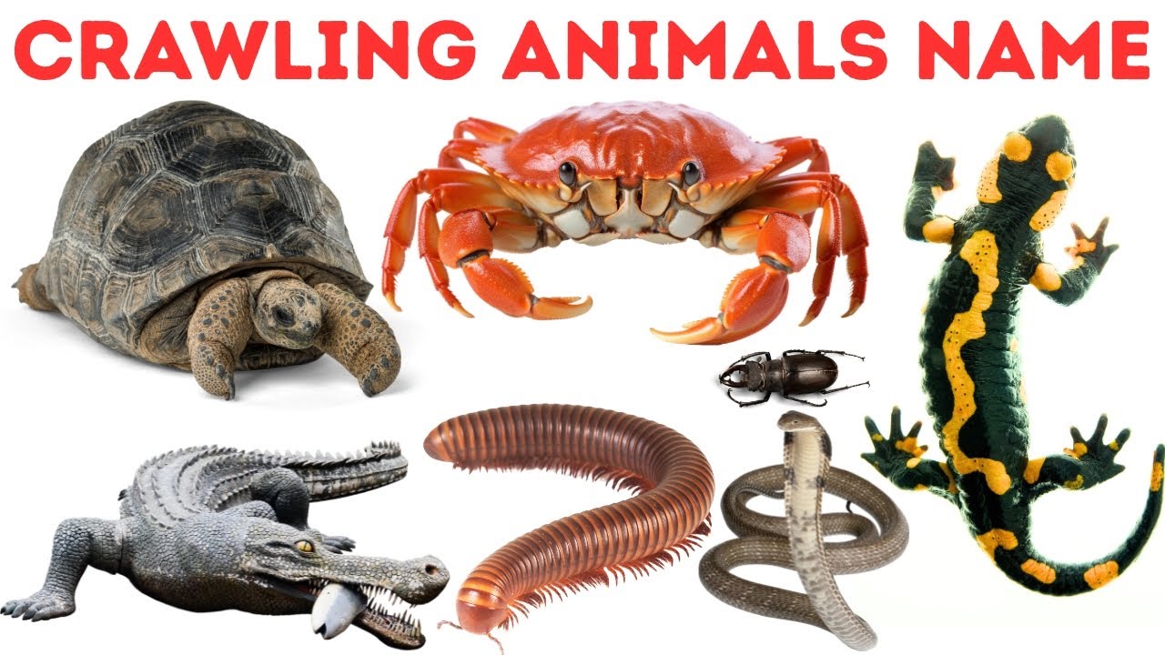 Crawling Animals for Kids | Learn Reptiles, Insects & Creepy Crawlies ...