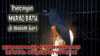Murai batu malam hari untuk pancingan/membangkitkan emosi murai batu