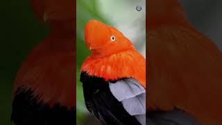 Beautiful Birds in Their Most Satisfying Moments 🐦😍 #Shorts
Beautiful birds captured in their most satisfying moments as they shake, fluff, and show off their stunning feathers. 🐦✨ Nature has never looked this mesmerizing!
#BeautifulBirds #Birds #BirdLovers #Nature #Shorts Beautiful Birds in Their Most Satisfying Moments 🐦😍 #Shorts