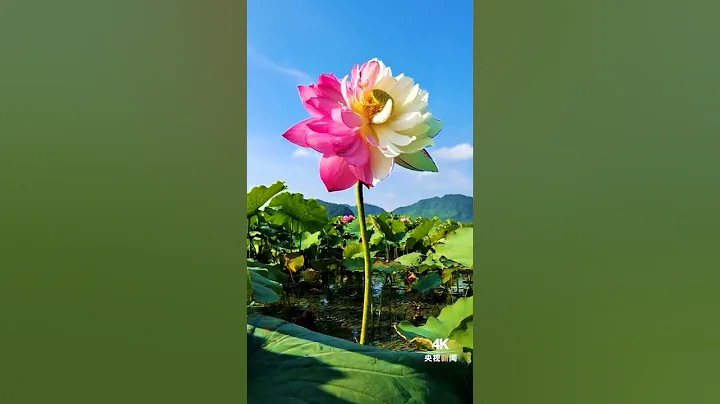 见者好运！珍稀荷花“大洒锦”盛开，祝您好运“莲莲”！| CCTV - 天天要闻