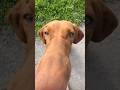 Танцы Ласты выжла Puppy суперсобака крысадамбо собака Dog Pets Танцы Ласты выжла Puppy суперсобака крысадамбо собака Dog Pets