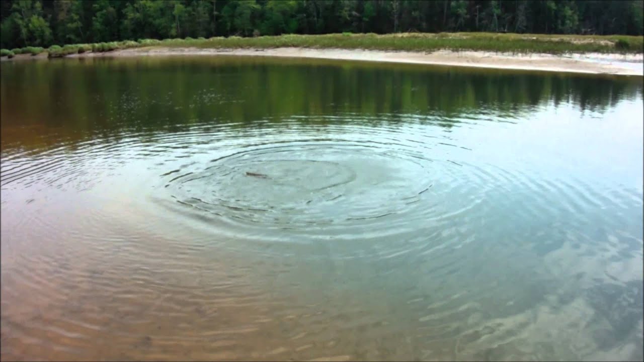 Rainbow Trout, Highway Bridge, West River PEI YouTube