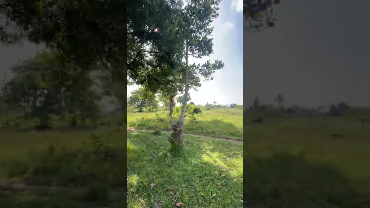 11 Acres Plot for Sale Kivumbi Tifu-Mwambani Tanga