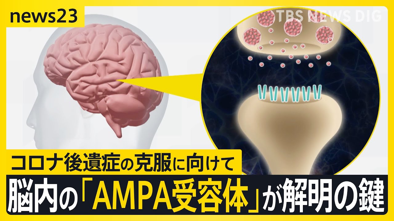 コロナ後遺症「ブレインフォグ」克服の糸口につながる研究結果 患者の脳を分析「アンパ受容体」の密度が健常者より高いと判明 横浜市立大学病院 新たな臨床試験も【news23】｜TBS NEWS DIG