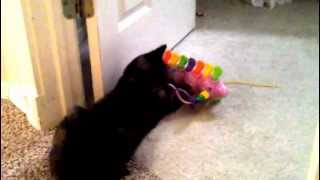 Layla The Musical Kitty