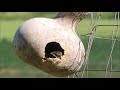 Birdhouse Gourds in June