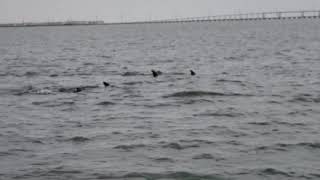 Dolphins playing sharks by Scarlet Colley Dolphinwhisper 521 views 4 years ago 36 seconds