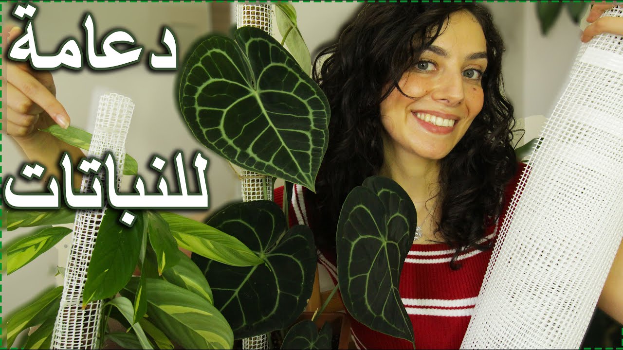 شوفو كيف صنعت دعامة للنباتات تساعد على الترطيب والنمو بطريقة سهلة وأدوات بسيطة