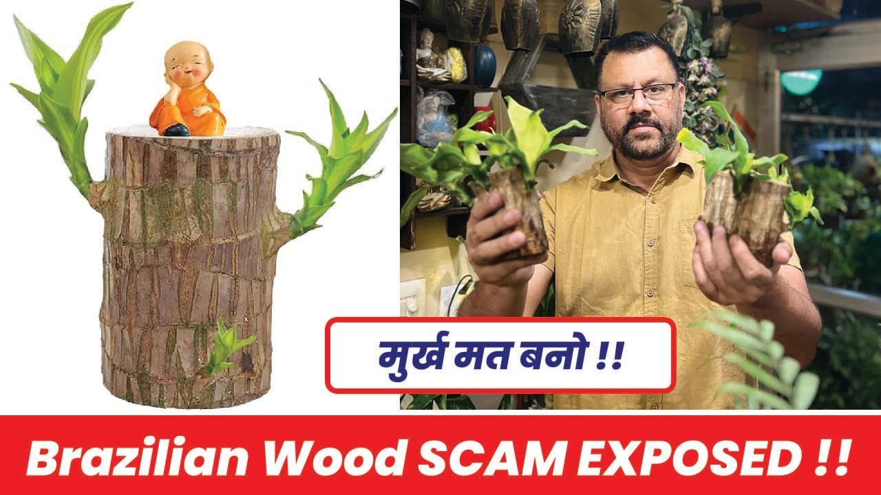 ब्राजेलियन वुड की ये बातें आपको कोई नहीं बताएगा 😱 Reality of Brazilian Wood 🪵 🪴 SCAM EXPOSED !!