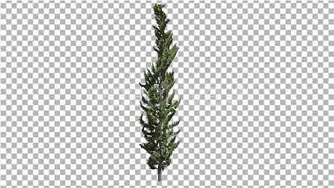 Hollywood Juniper Thin Coniferous Evergreen Shrub | Motion Graphics - Envato elements