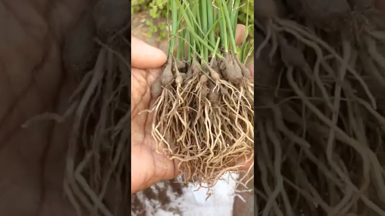 How to Replant Rain Lily bulbs Flower plants