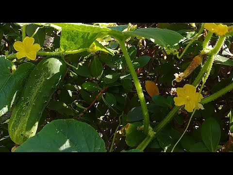 what to do if the embryos of cucumbers turn yellow in the greenhouse