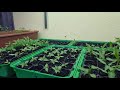 Chili paprika palánták megvilágítása, palántanevelő növénynevelő led világítással