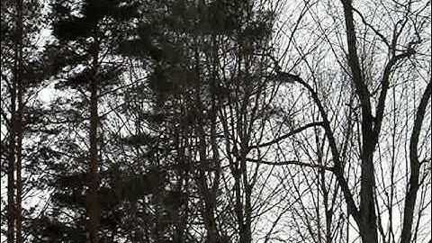 Squirrels Running Through Trees-2-8-2013